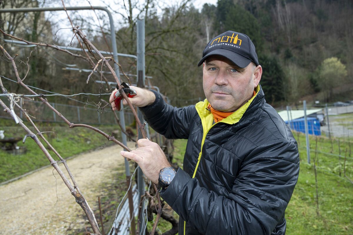 Josef Möth in seinem Weinberg. Die Knospen treiben. VN/Paulitsch