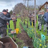 Wie man Obstbäume pflanzt und vor Mäusen schützt