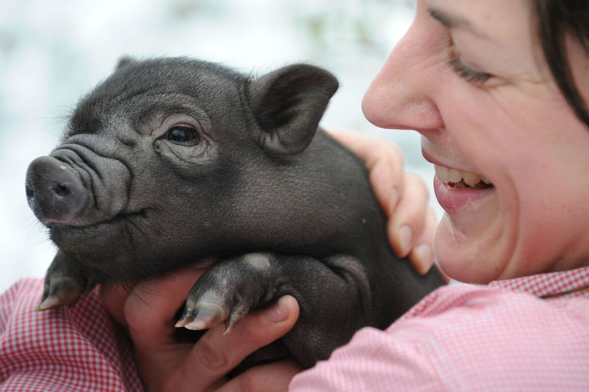 „Schwein gehabt“ eine Redewendung, die wahrscheinlich im Mittelalter ihren Ursprung hat. dpa