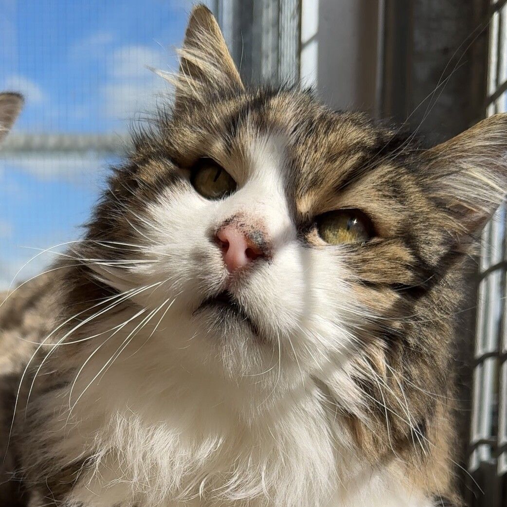 Senior-Katze Herbie freut sich über ein Zuhause mit Freigang.