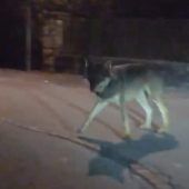 Der Bludenzer Wolf darf leben