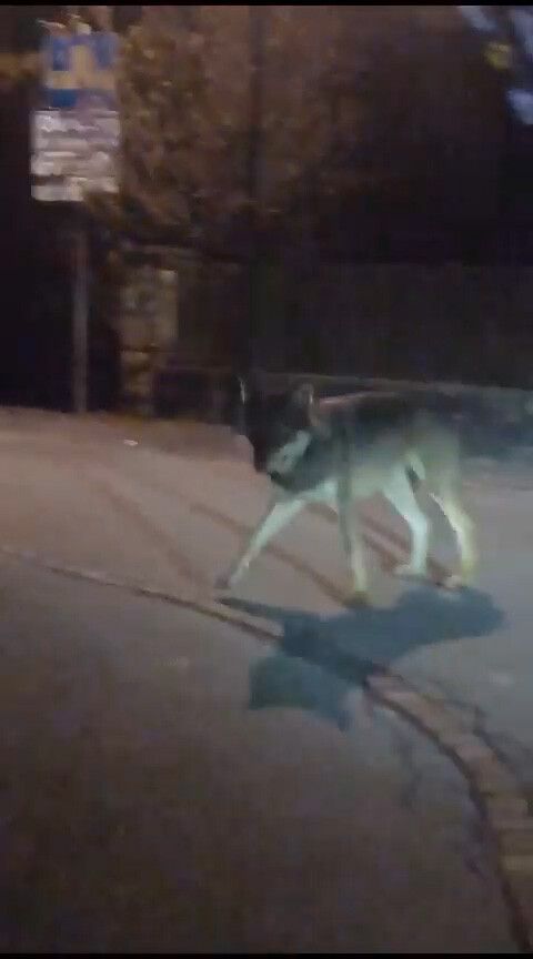 Wurde seit Jänner nicht mehr gesehen: der Wolf von Bludenz.Jagschitz