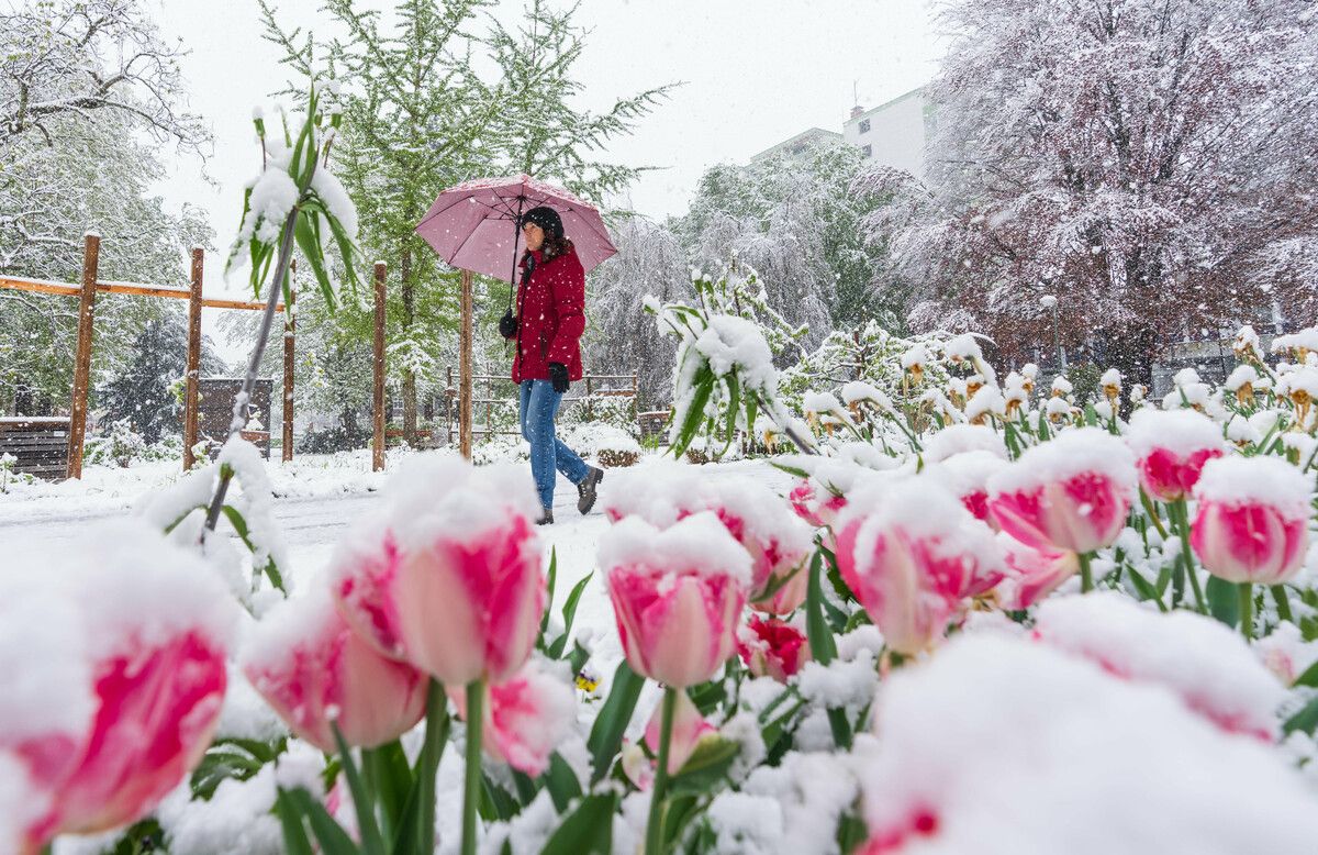 21. April 2024. Solche Bilder, aber ohne blühende Blumen, hätte man sich im Jänner und im Februar gewünscht. VN/Stiplovsek