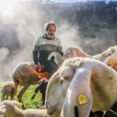 Schafzüchter und die Angst vor dem Wolf