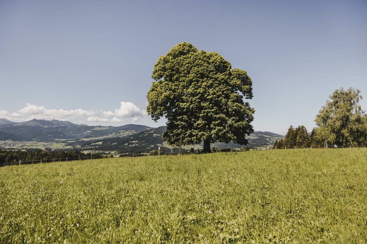 Als Wahrzeichen thront der mächtige Lindenabum auf dem höchsten Punkt des Dorfes. ME