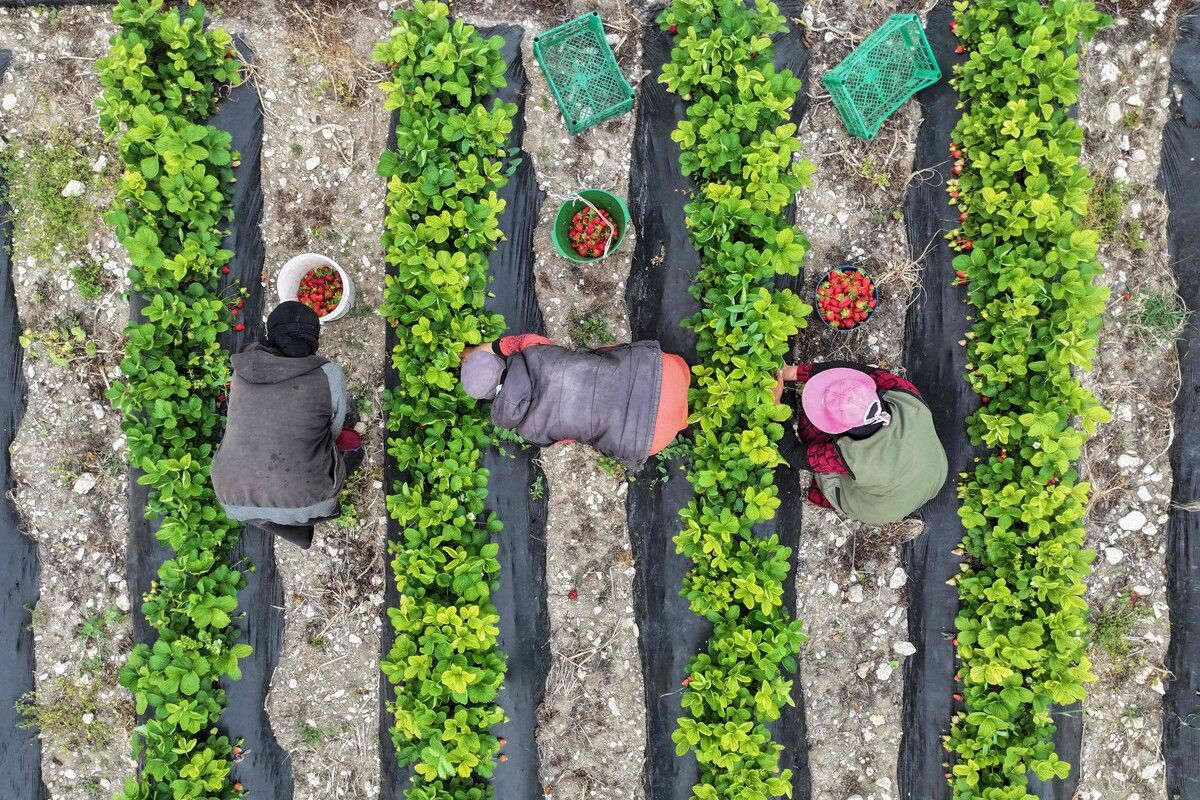 Auf einem Feld im Dorf Bidama in der von Rebellen kontrollierten nordwestlichen syrischen Provinz Idlib werden Erdbeeren geerntet. AFP