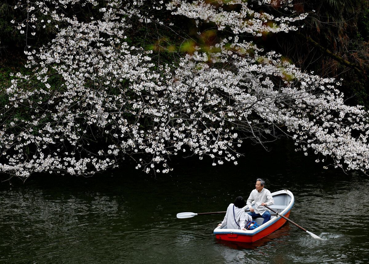 Besucher fahren mit einem Boot im Chidorigafuchi Park in Tokio und bewundern die Kirschblüten. RTS