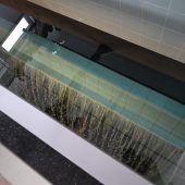 Neuer Trinkwasserbrunnen für Lustenau