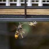 Kampf gegen Bienenfresserin