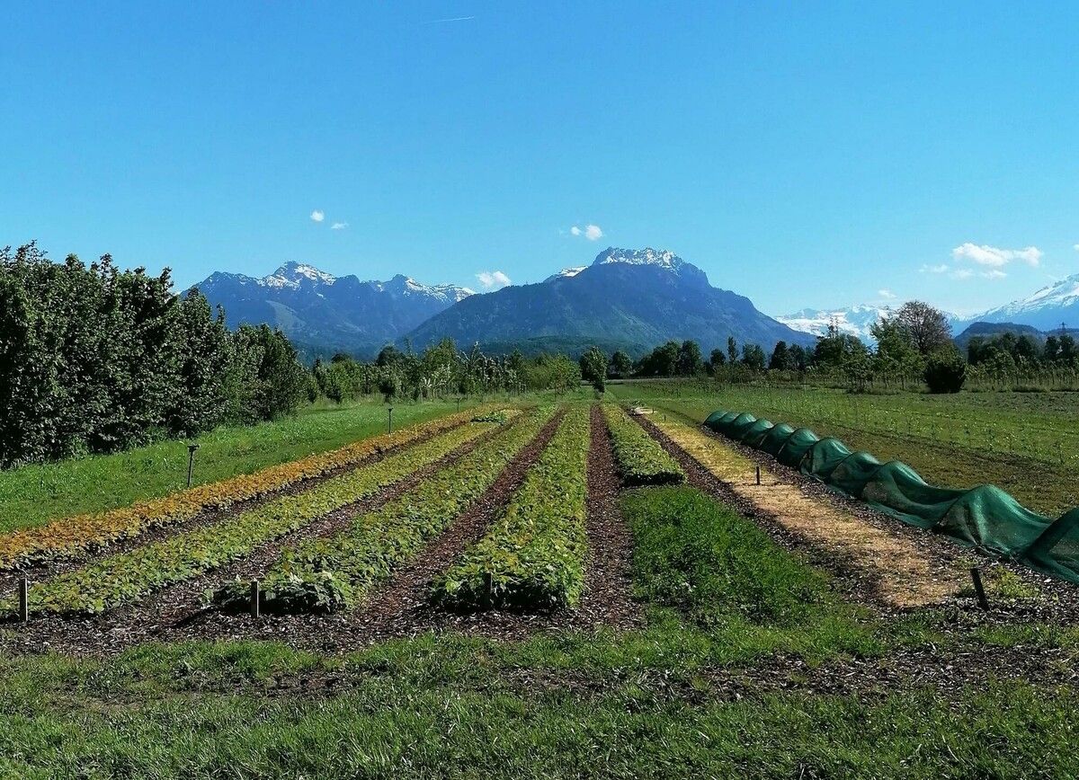 Die Hauptaufgabe des Landesforstgartens ist die Sicherung und Bereitstellung von heimischen Forstpflanzen. Land Vorarlberg