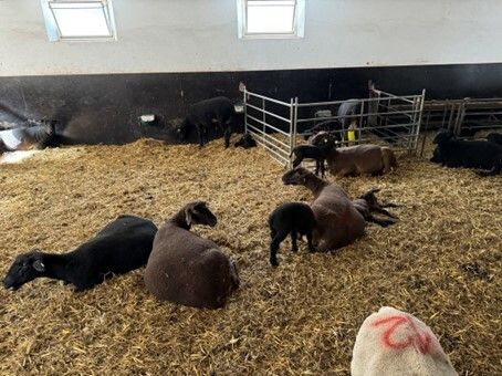 Die kleineren Lämmer warten noch im Stall, dass sie auf die Wiese dürfen.