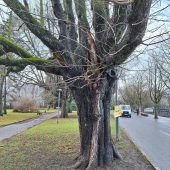 Jahrhundert-Baum in Bregenz darf nicht bleiben