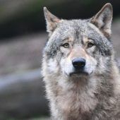 Weidmänner müssen Wolfsjagd lernen