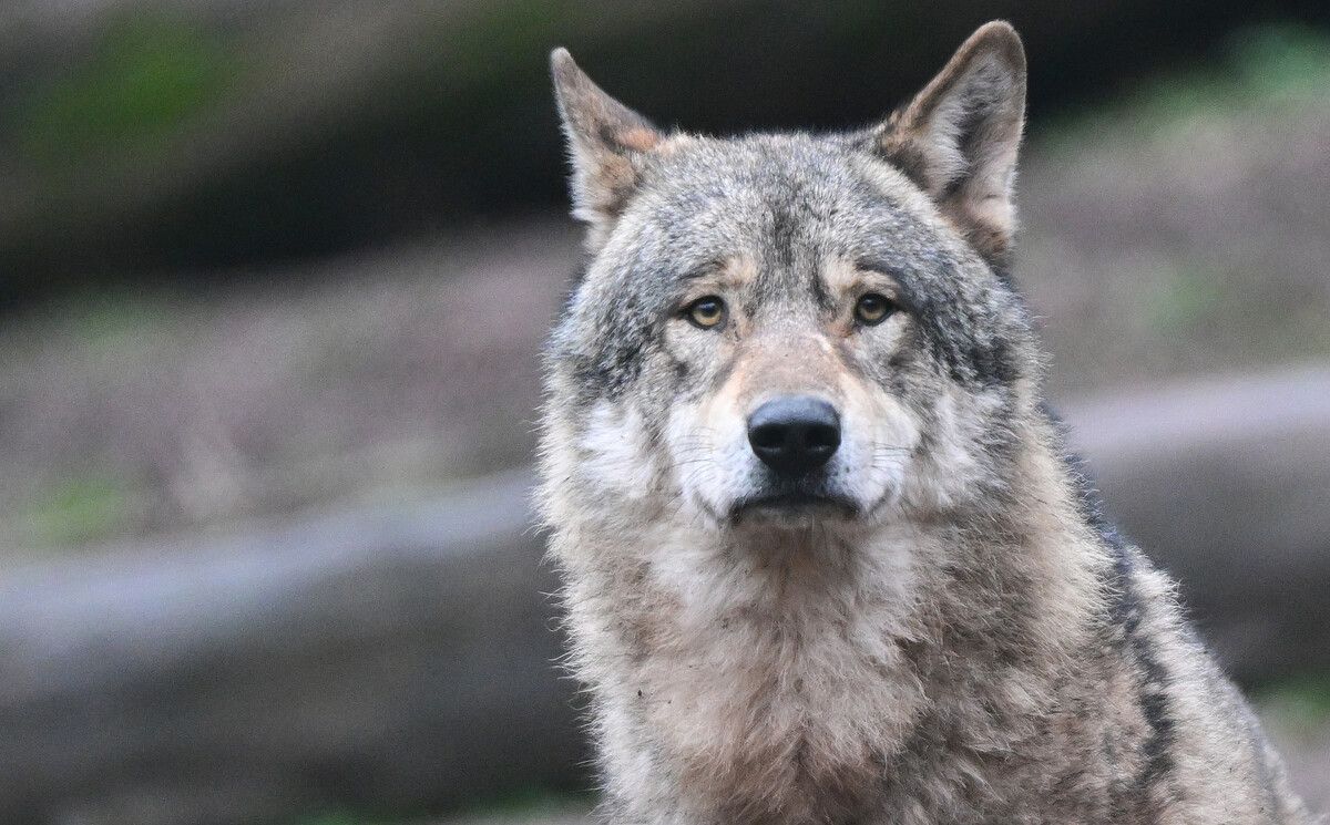 Wölfe sind für die Vorarlberger Jägerschaft schon lange ein Thema. Jetzt gilt‘s Erfahrungen zu sammeln. ⇒DPA
