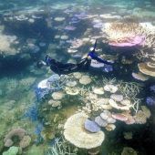 Korallenbleiche am Great Barrier Reef so schlimm wie nie zuvor