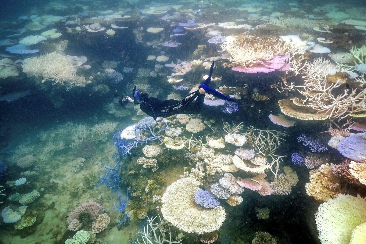 Etwa 730 der mehr als 1000 Riffe vor der Küste Australiens seien betroffen. AFP