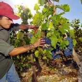 Weniger Bordeaux