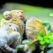 Zwillinge im Walter Zoo