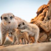 Quirliger Nachwuchs