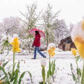 Wintergruß im Frühling
