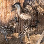 Gestreiftes Quartett