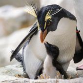 Pinguin-Nachwuchs