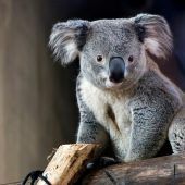 Bedrohte Koalas