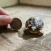 Winziger Nachwuchs
