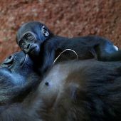 Freude über neues Gorilla-Baby