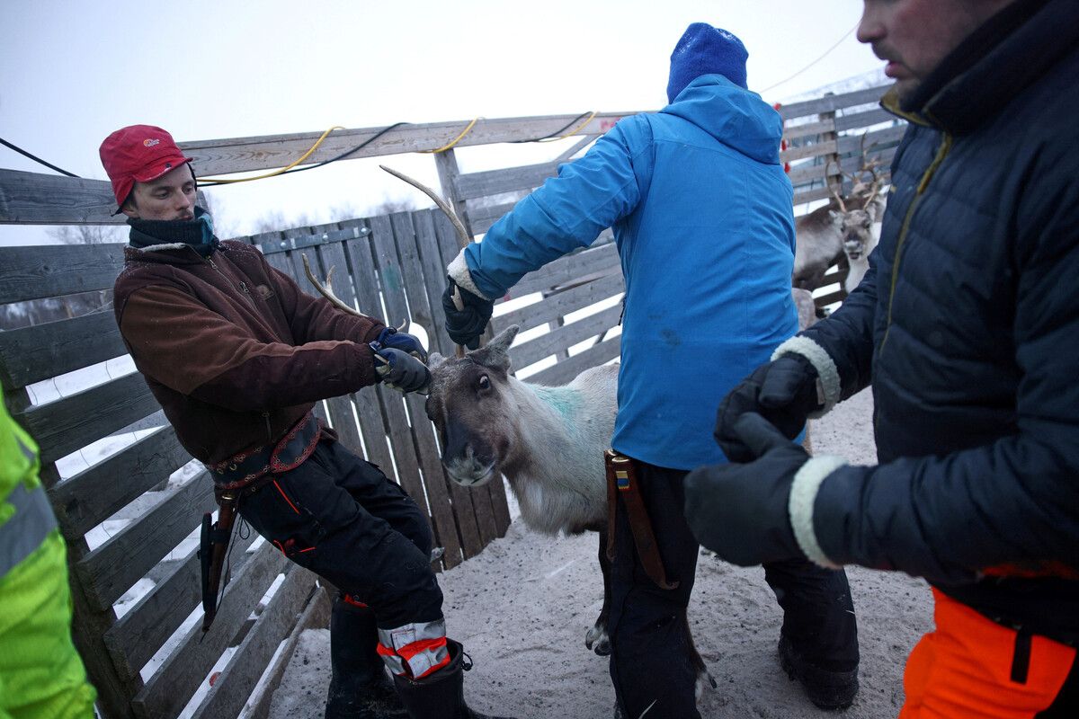 Im arktischen Norwegen hat es minus 6 Grad Celsius, als Hirten 1500 Rentiere zusammentreiben, um zu sortieren, wem welches Tier gehört. RTS