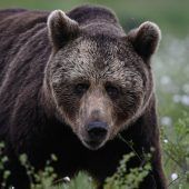 Neuerlich Angriffe von Braunbären in der Slowakei