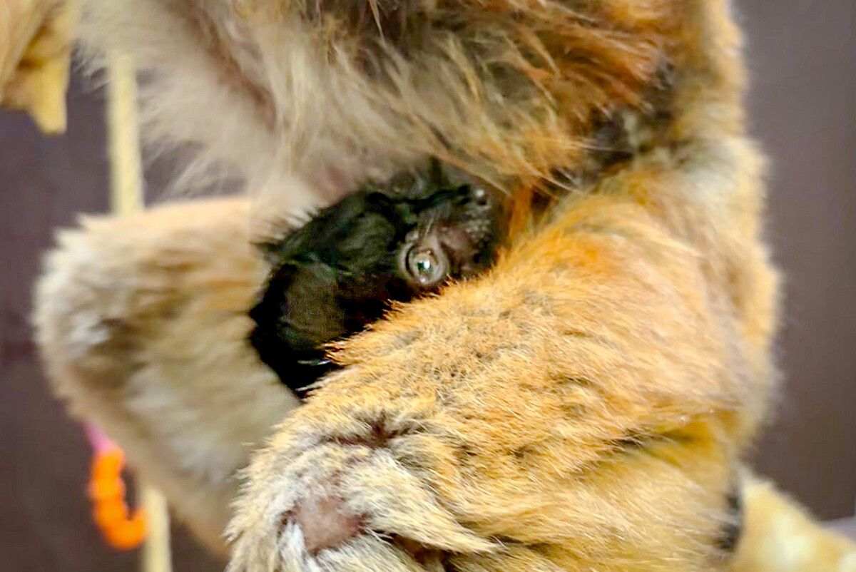 Mama Uta trägt ihren Nachwuchs gut behütet am Bauch. Zoopark Erfurt