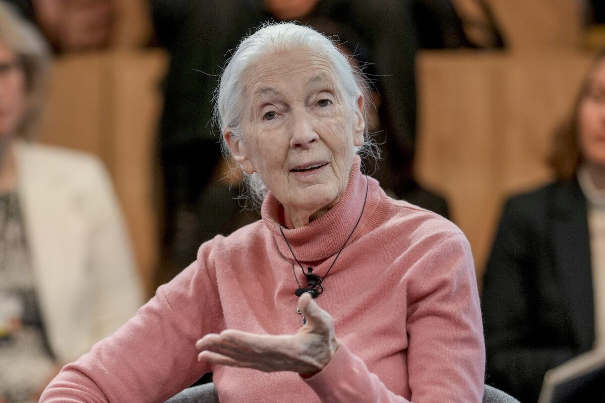 Nach wie vor aktiv: Jane Goodall vor zwei Monaten beim Weltwirtschaftsforum in Davos. ap