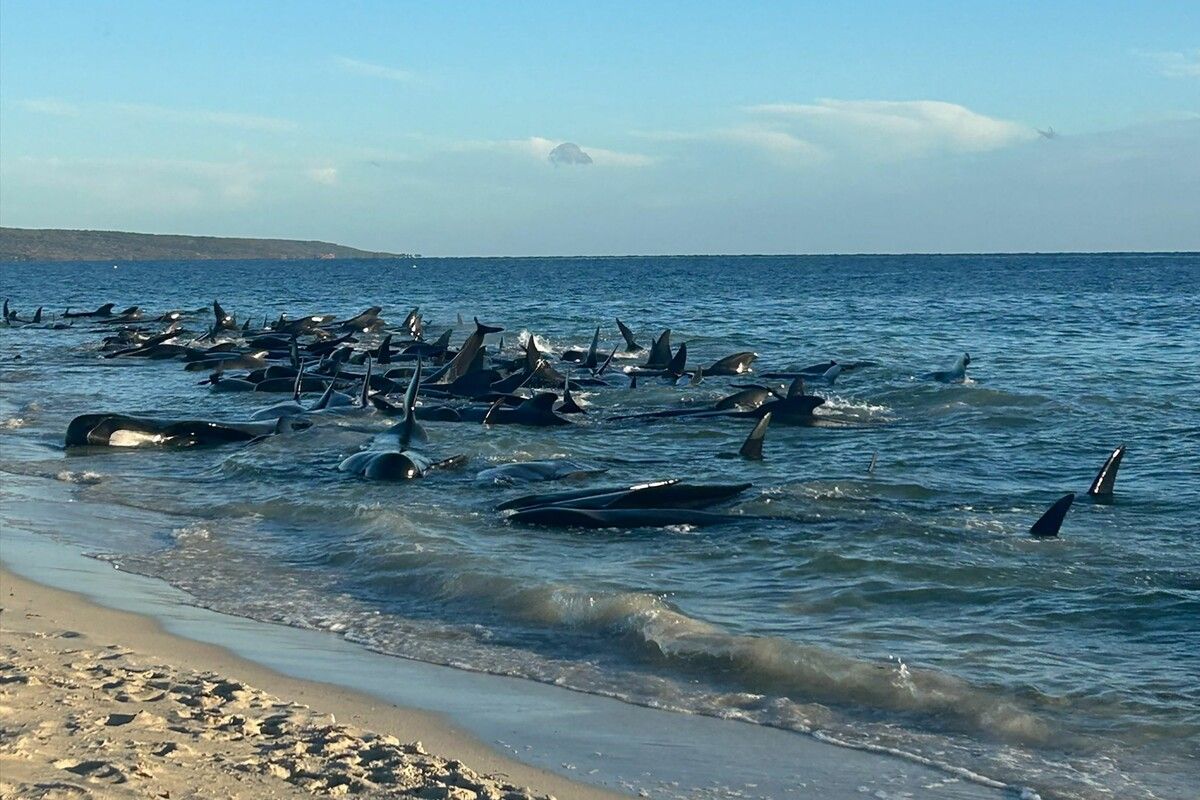 Rund 100 der Grindwale konnten nach der Strandung gerettet werden. AFP