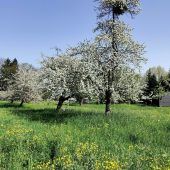 Streuobstwiesen als Schatzkammer