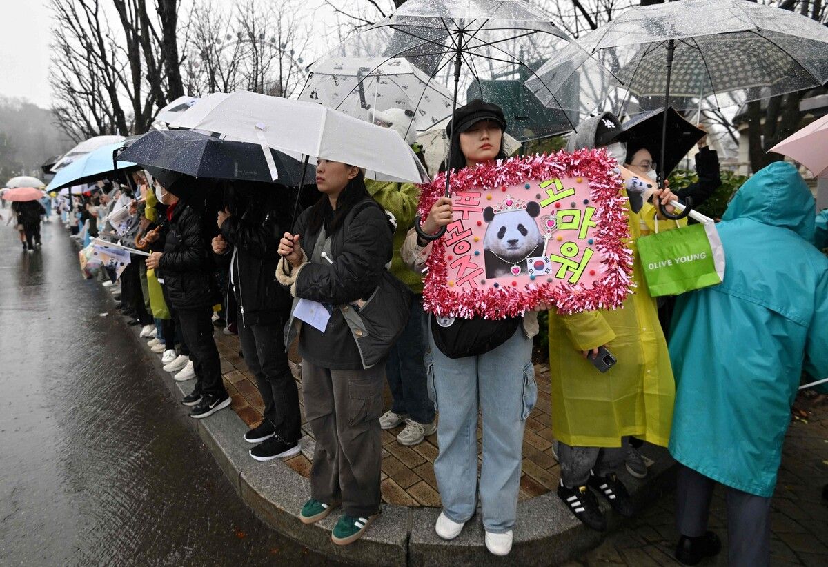 Tausende Menschen nehmen in einem Freizeit- und Tierpark in Südkorea Abschied von der Pandabärin Fu Bao vor ihrer Reise nach China. AFP