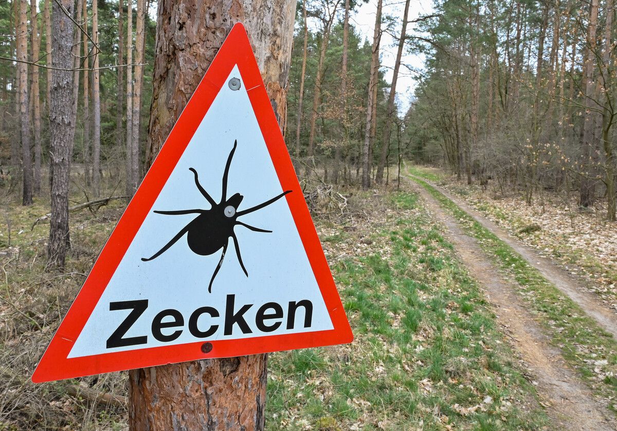 Die FSME-Impfung ist der beste Schutz gegen die Erkrankung.⇒ DPA/Pleul