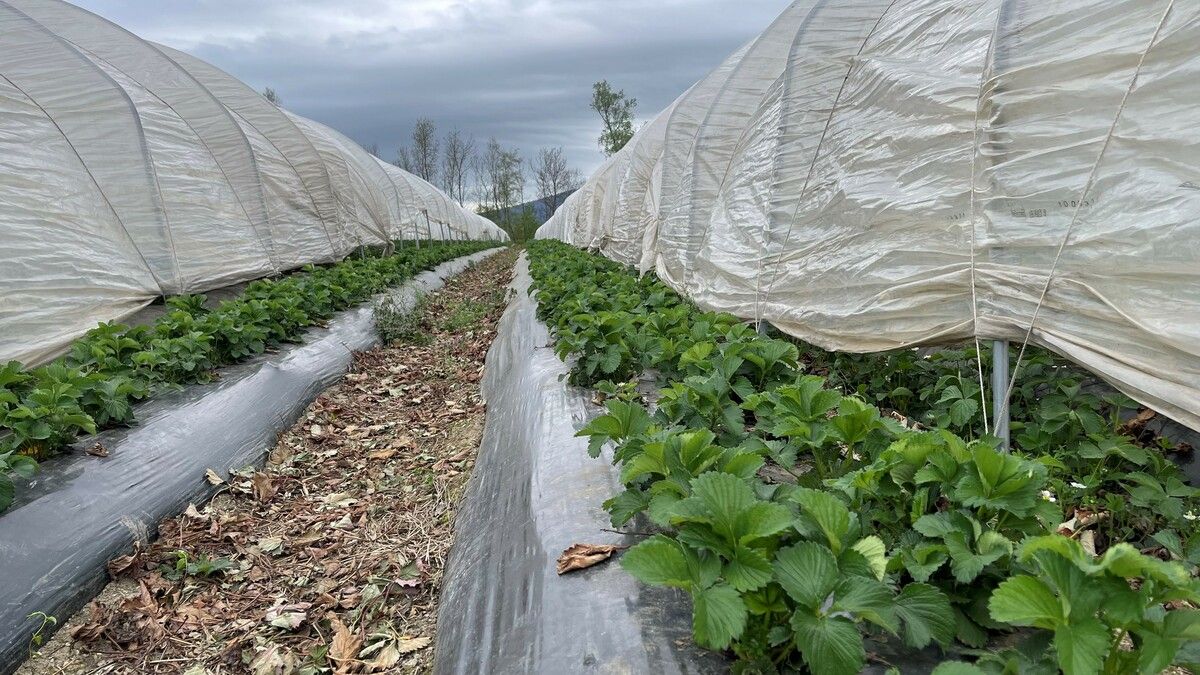 Zwei Drittel der Erdbeeren wachsen unter Folientunneln, dort sind sie vor Regen, Kälte und Frost geschützt.