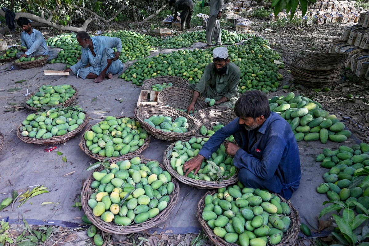 Bauern sortieren Mangos für den Export in Tando Ghulām Ali in der pakistanischen Provinz Sindh. AFP