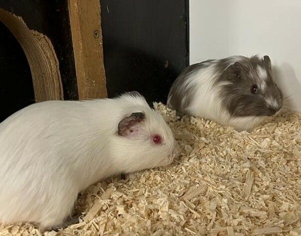 Das Meerschweinchen-Duo möchte gerne zusammenbleiben.