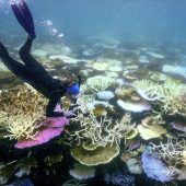 Weltweite Korallenbleiche dehnt sich weiter aus