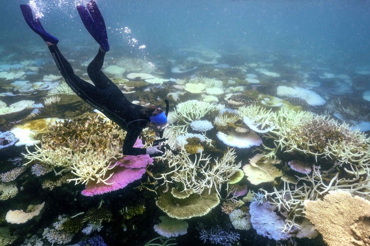 Das Phänomen sei inzwischen in 62 Ländern und Territorien festgestellt worden. afp
