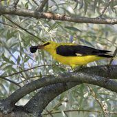 Exkursion ins Singvogelparadies