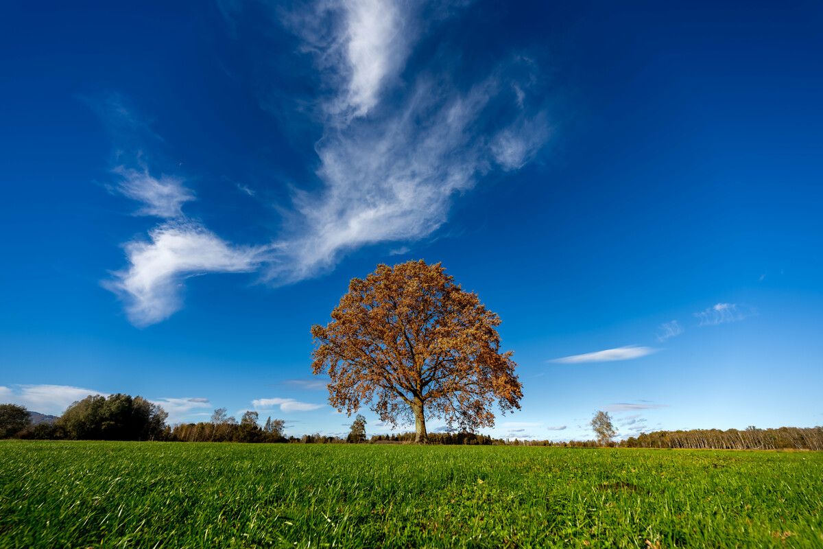 Der Rohrspitz im Rheindelta, ein Naturjuwel. Dort wird in die Erhaltung der Moore investiert – ein Akt der Renaturierung. Stiplovsek