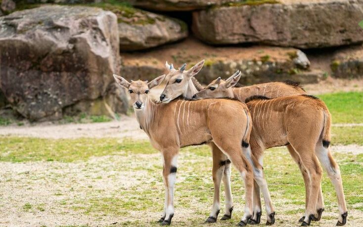 Die drei jungen Antilopen durchstreifen gemeinsam ihre Umgebung. tiergarten Nürnberg