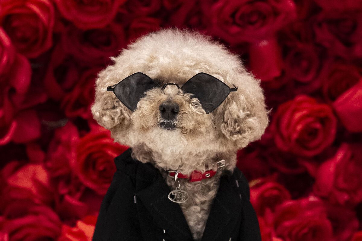 Ein als puerto-ricanischer Sänger Bad Bunny verkleideter Pudel posiert während der „The Pet Gala“ im AKC Museum of the Dog in New York City. AFP