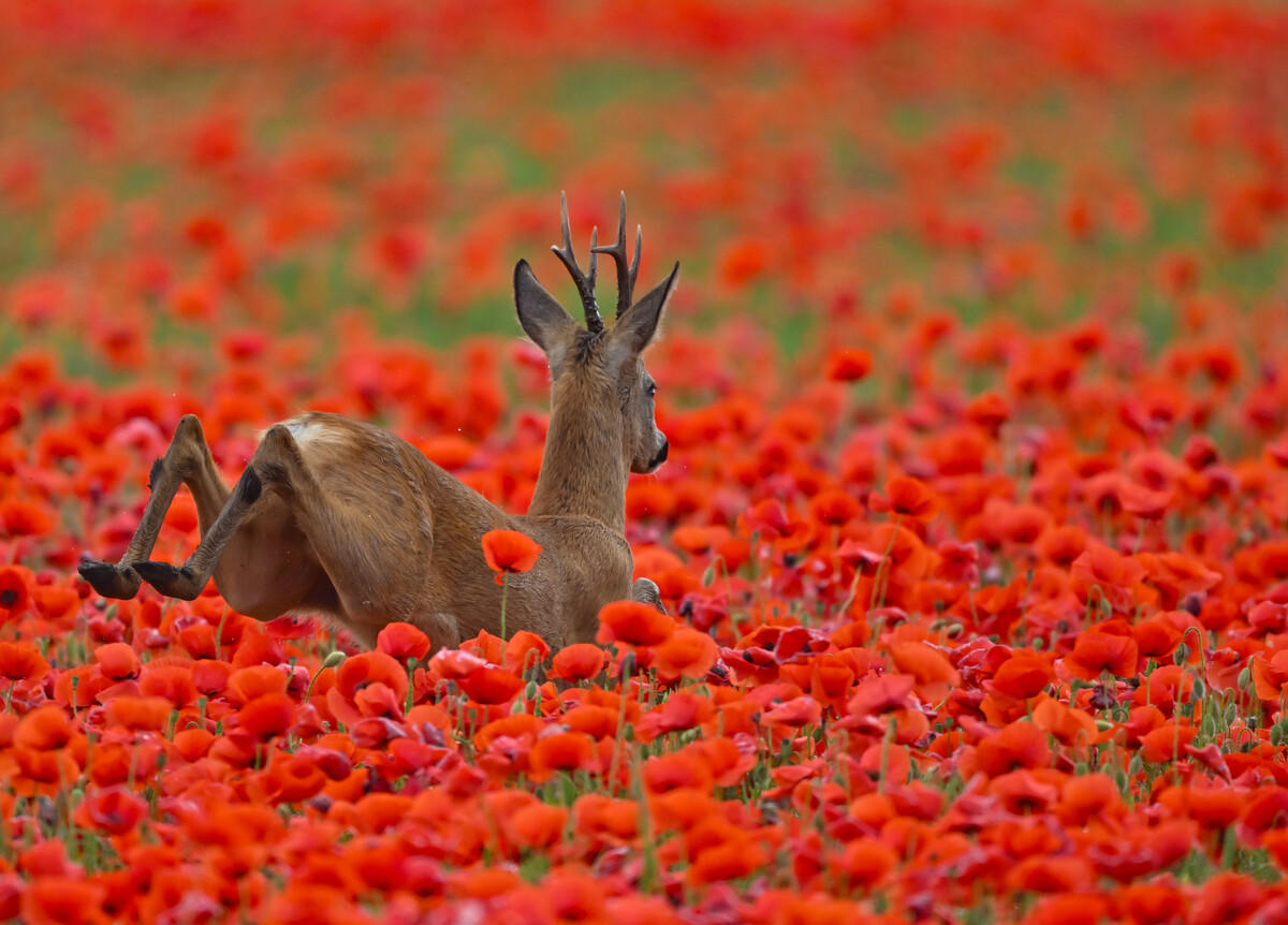Ein Rehbock springt im Oderbruch in Brandenburg durch ein Getreidefeld voller leuchtend, roter Klatschmohnblumen. APA/DPA