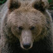 Ein großer Braunbär wurde in Lech von einer Wildkamera erfasst. »A7