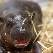 Hippo-Nachwuchs