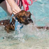 Hunde sicher ­verstehen
